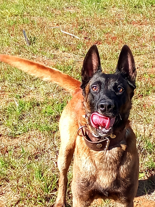 Chien malinois mâle 4 ans