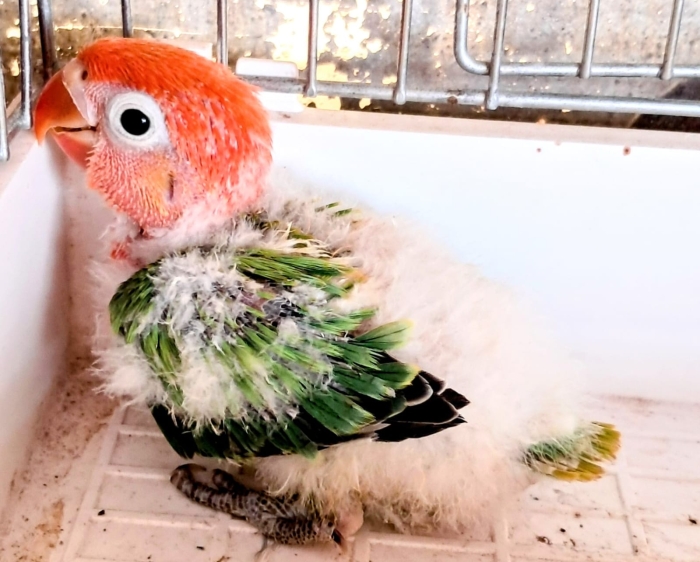 Vente Inseparables dressage