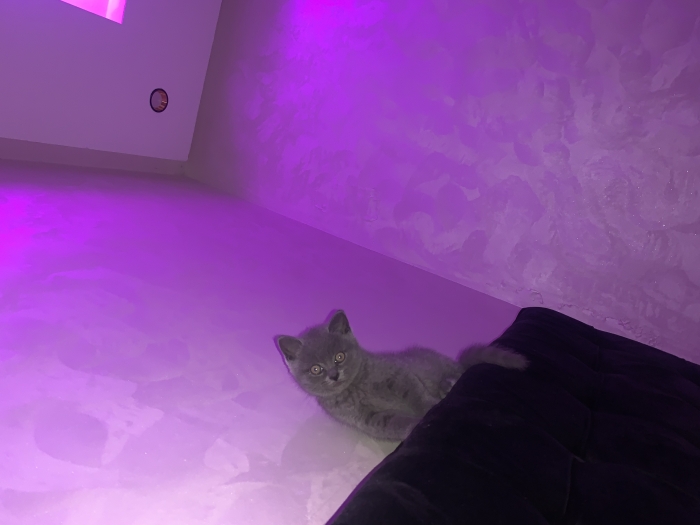 British shorthair pure race