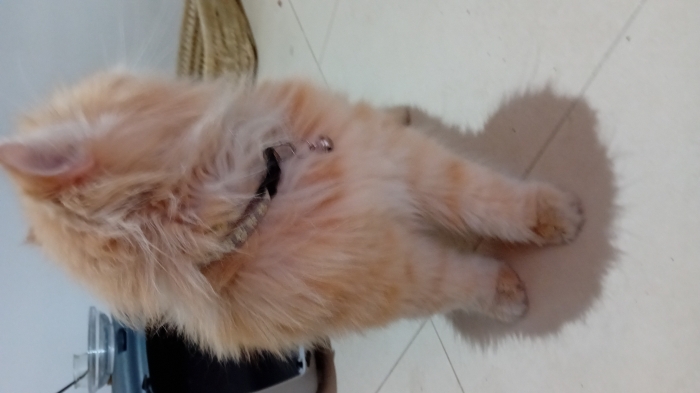 Magnifique chats persan à vendre