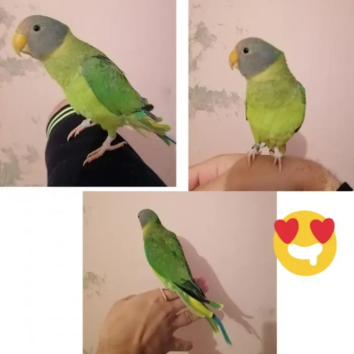 Perruche tête de prune 2021