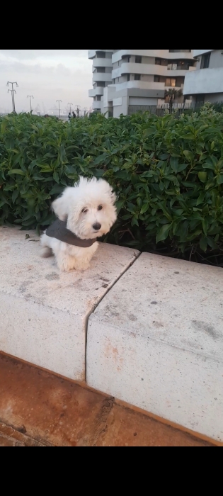 Bichon a vendre
