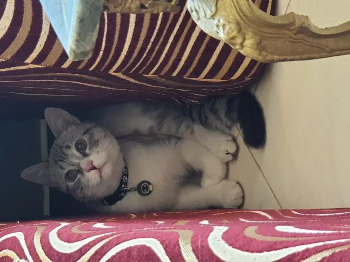 Adorable chat à vendre