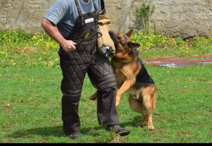 berger allemand pour la gard