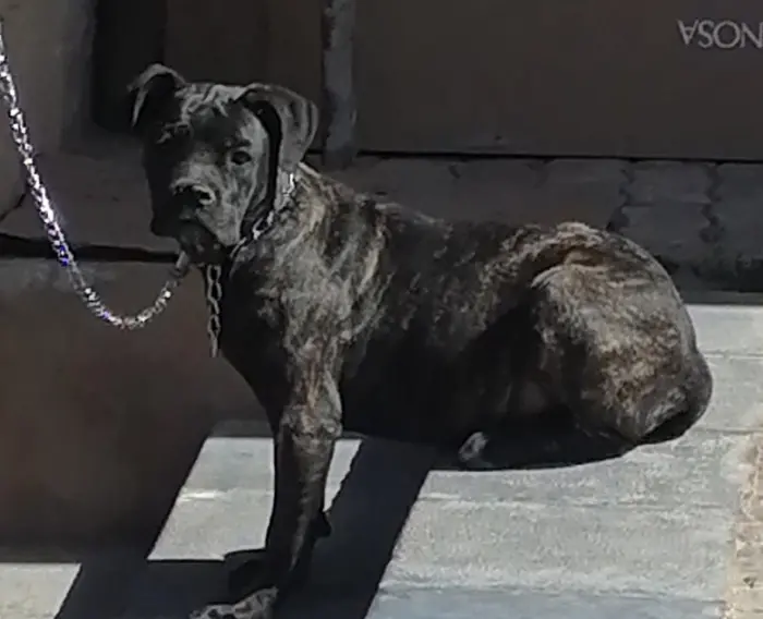 Cane corso