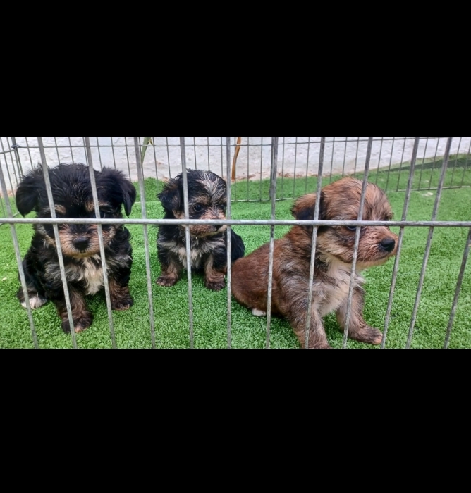 Bichon Havanais 🎊