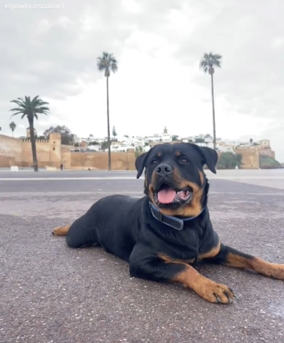 Rottweiler