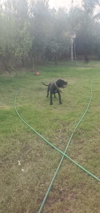 Couple de Presa canario près à reproduire