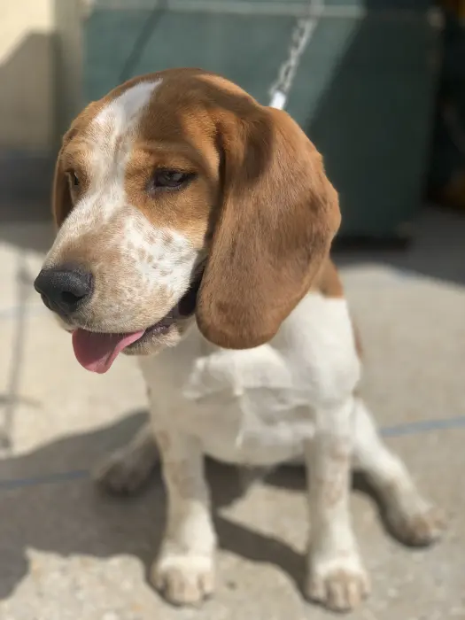 Beagle (male)