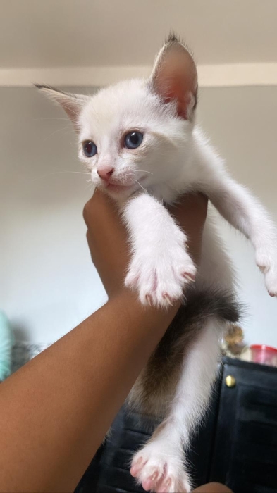 Des petits chat siamois pour adopter