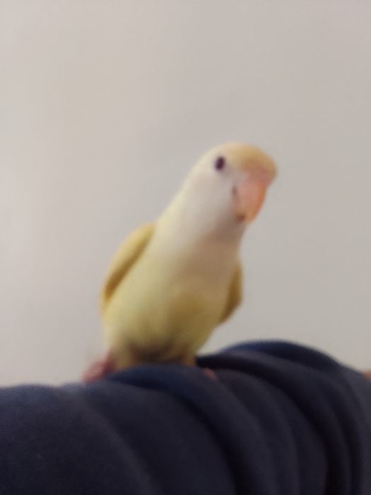 inseparable cremino dressage