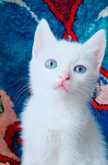 Siamois et d'autre chez just4you