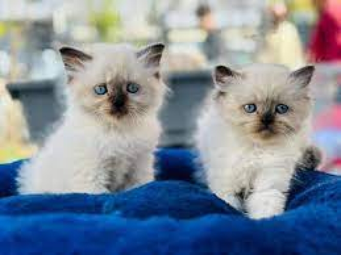 siamois et siamois himalayane