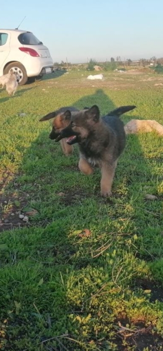 Chiots berger allemand poils longs