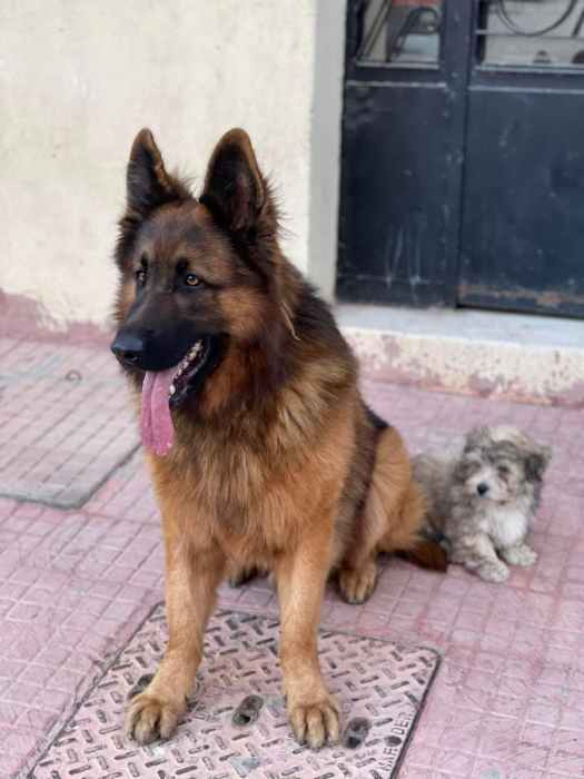 Berger allemand pour accouplemet