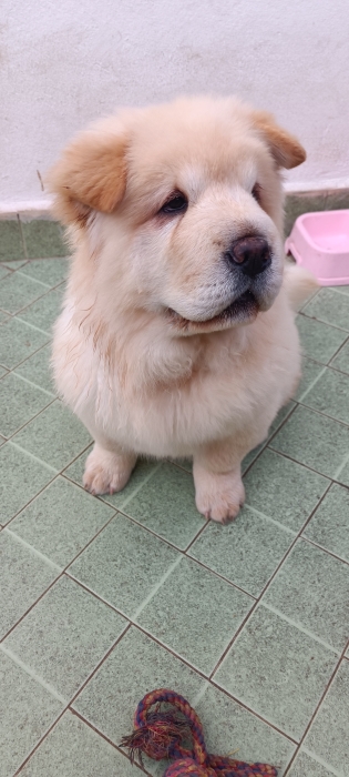 Chowchow 4 mois
