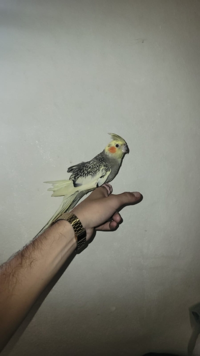 Calopsitte bien dressé