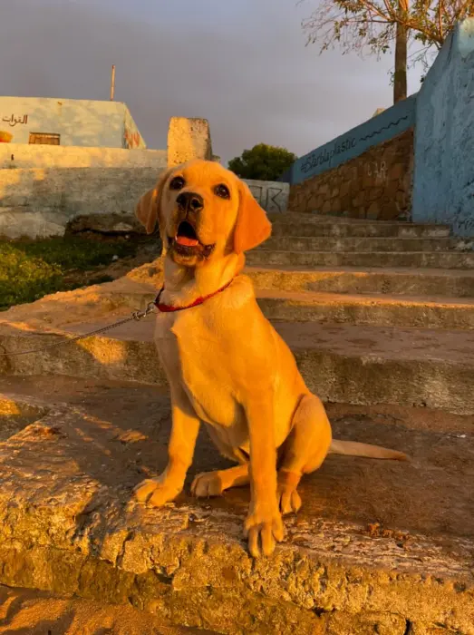 Labrador femelle de 5 mois entièrement vaccinée
