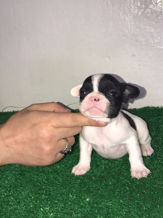 Bulldog français pure race