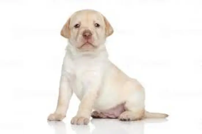 Chiots labradors