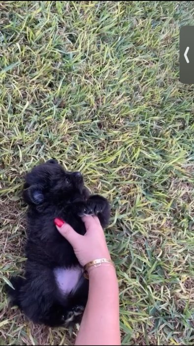 Chiot spitz nain pure race