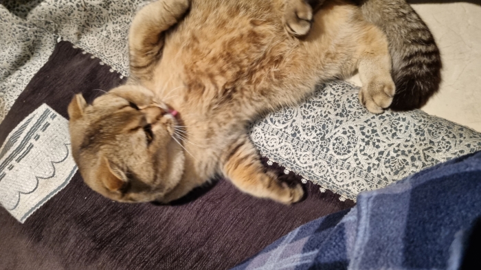 Chat Scottish Fold Male accouplement