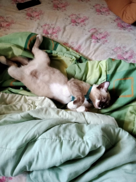 Snowshoe a vendre mal