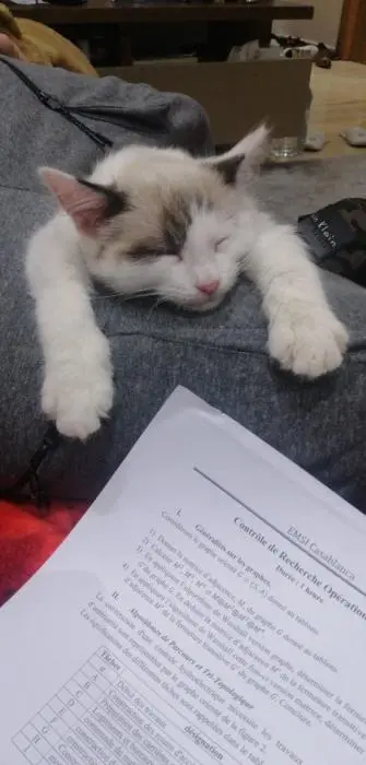 Ragdoll 2 mois femelle