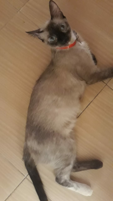 Chat femelle siamois pure disponible