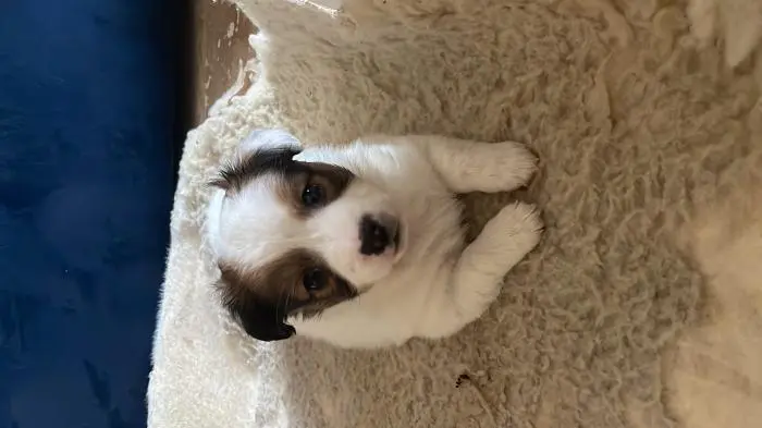 Jaques Russel a poil Long