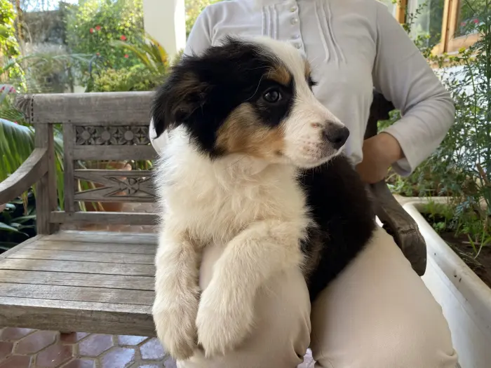 Chiots Border Collie