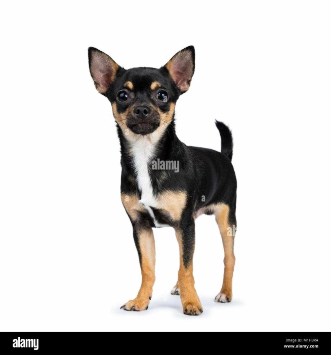 ChiPin ( moitié chihuahua moitié pinscher)