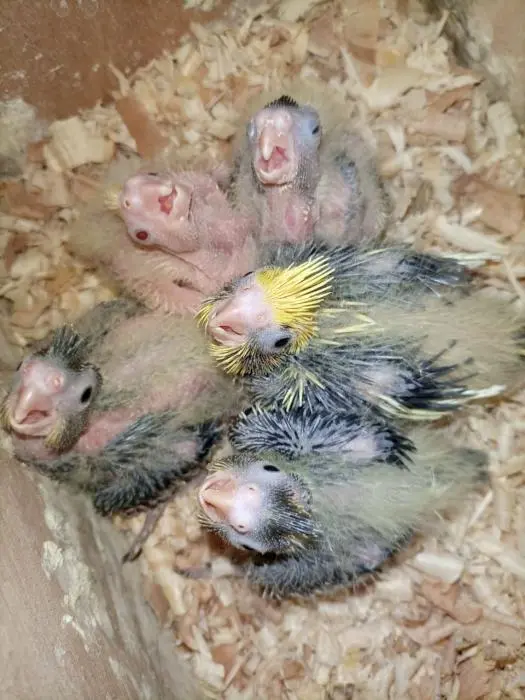 Calopsitte Pour dressage