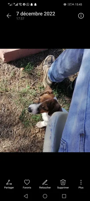 Jack Russell Terrier