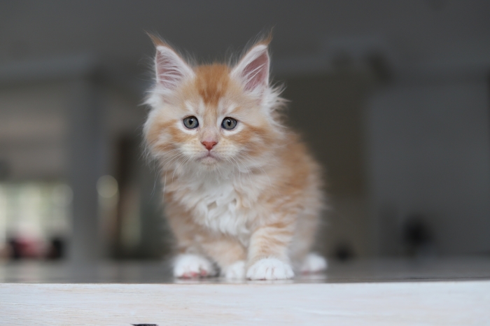 Maine coon Red smoke / red silver / black tortie smoke pedigree
