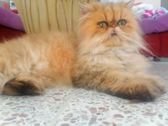 Persans golden et silver shaded