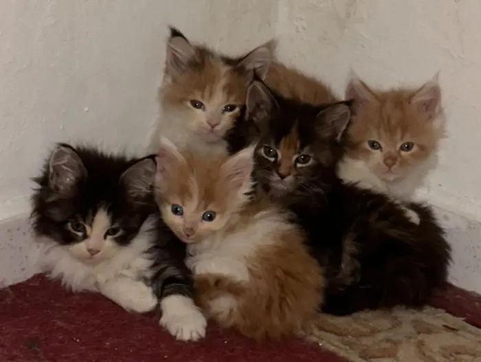 Maine coon - Chatons