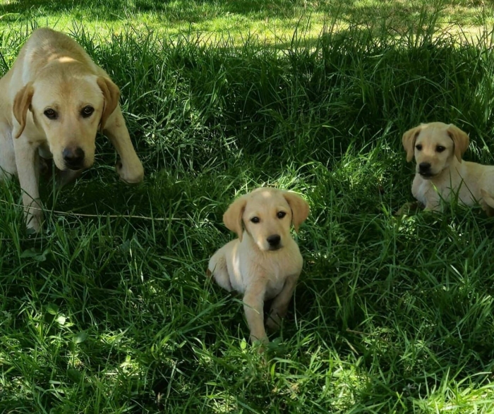 Mal femelle labrador