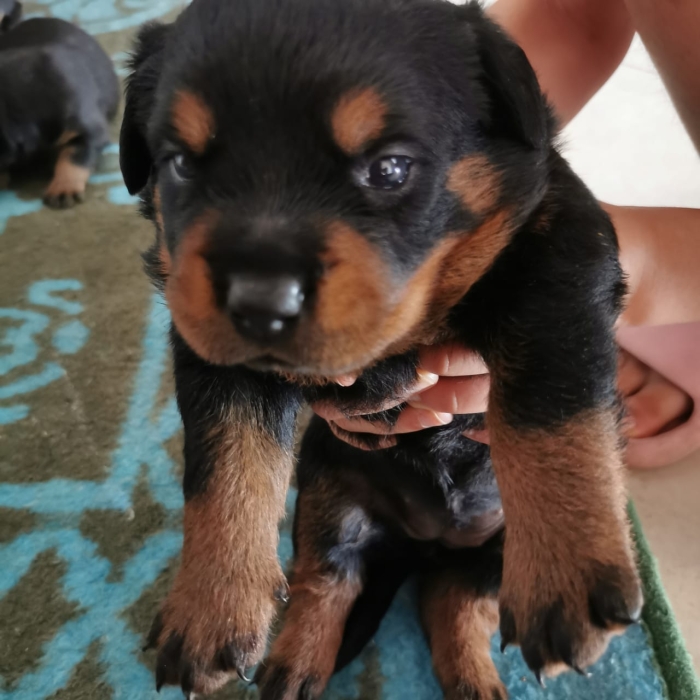 Rottweirer