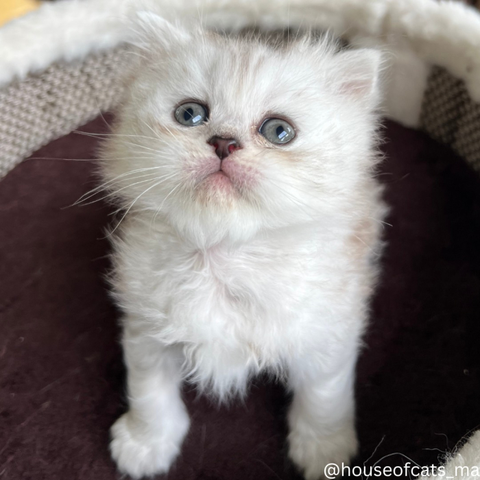 Chat scottish Highland