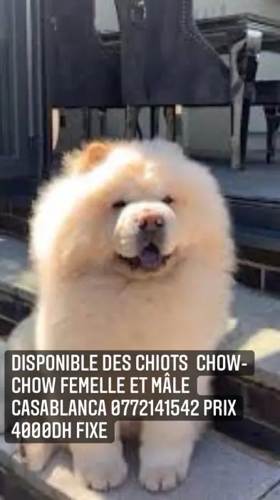Chow-chow femelle et mâle