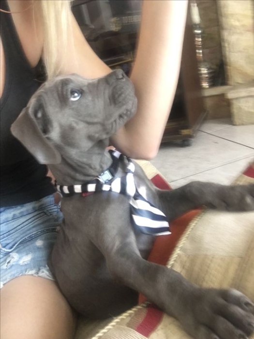 Chiot Cane Corso de race pure