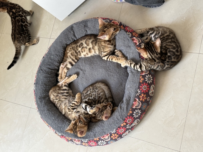 Chatons bengal avec pedigree