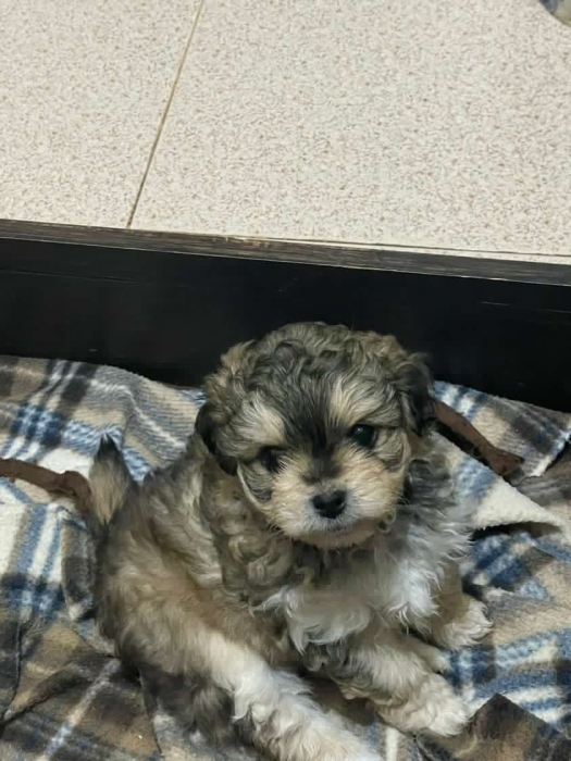 Bichon havanais femelles