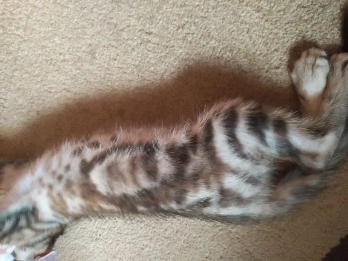 Chaton bengal marbel