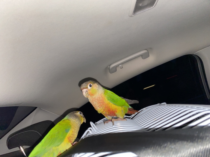 2 molina bien dressés