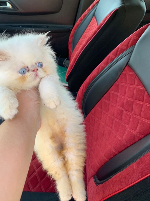 Chatons Persan à vendre