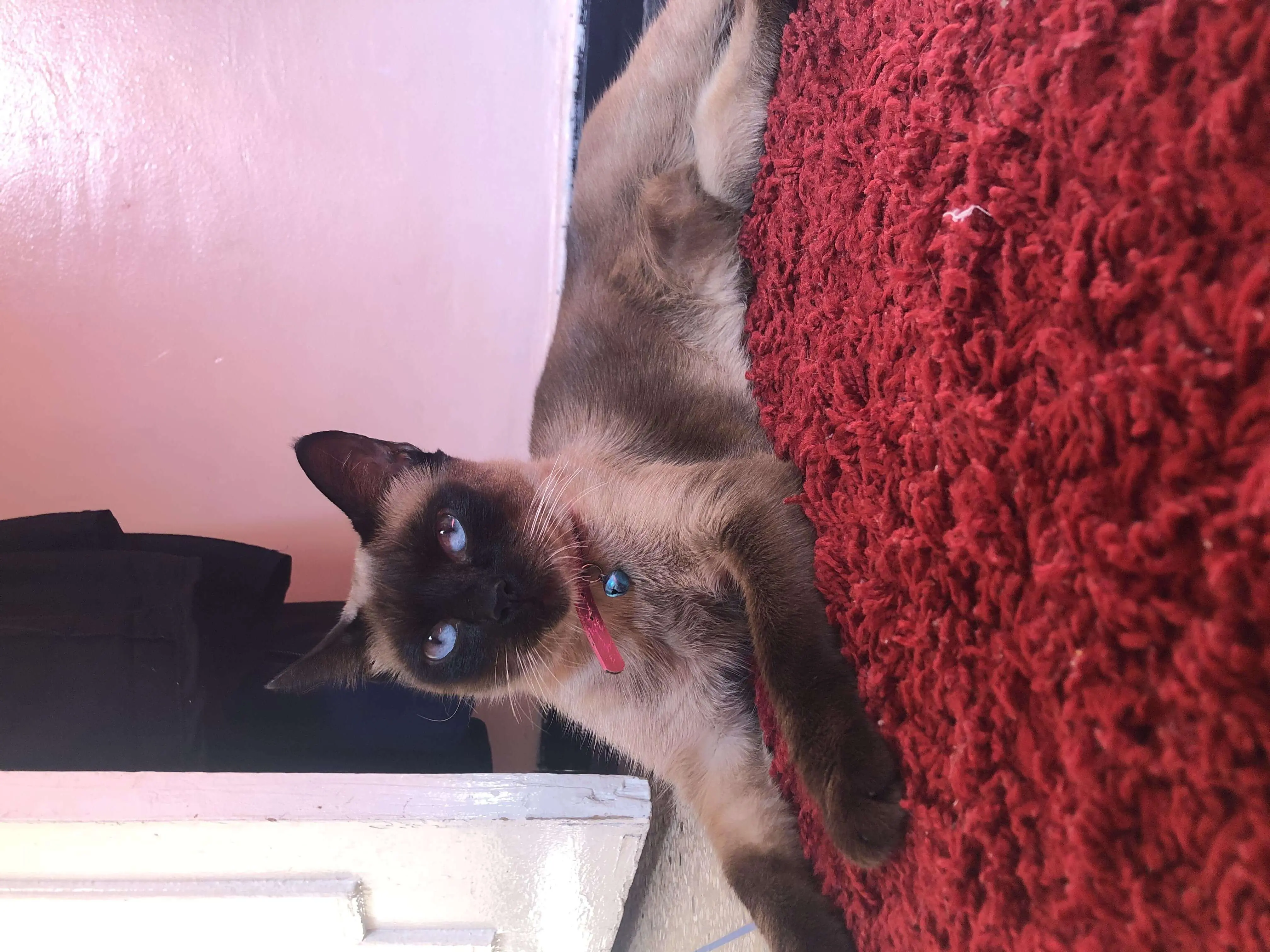 Siamois race pur femelle