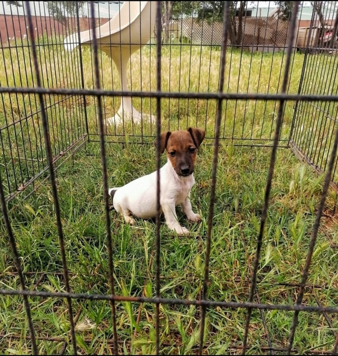 Jack Russell 🐾