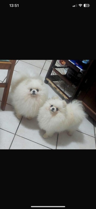 spitz nain loulou de pomeranie